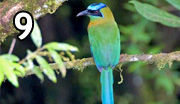 dia_aves